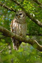 Barred Owl at Steinhatchee Springs