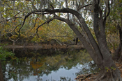 Fall on the Suwannee