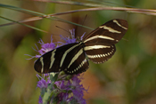 Florida State Butterfly  Zebra Longwing