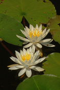 Fragrant Water Lilies