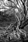 Gnarled Roots
