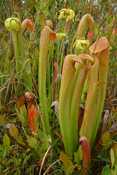 Hooded Pitcher Plants