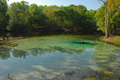 Rum Island Springs I