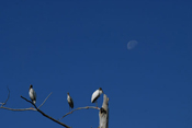 Woodstorks at Moon Rise