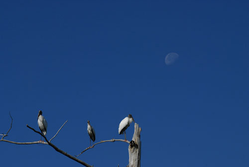 Woodstorks at Moon Rise