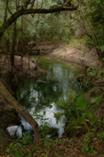Yana Springs at Lafayette Blue State Park